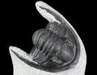 Bargain, Enrolled Cornuproetus Trilobite #68761-5
